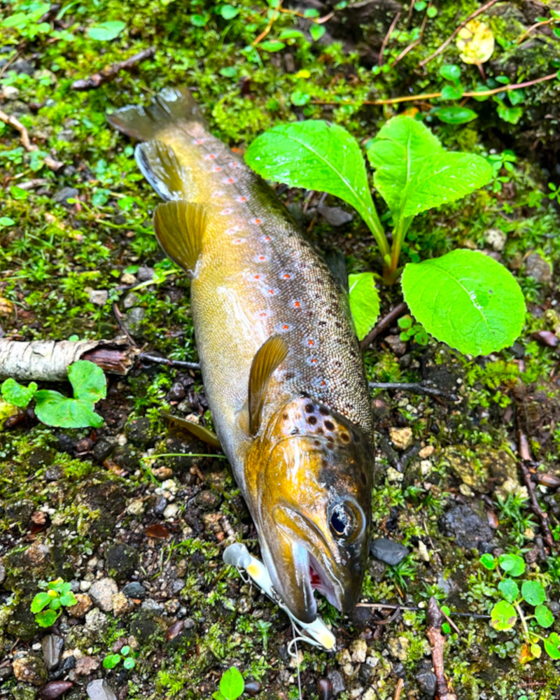 函館フィッシング