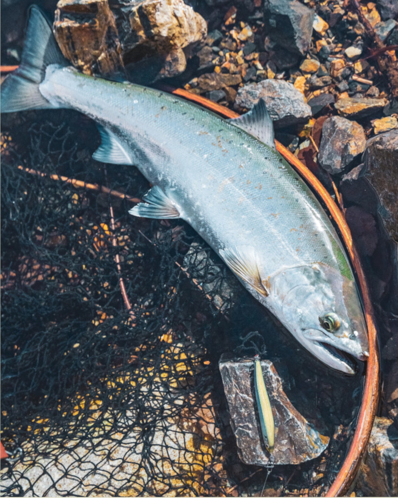 函館フィッシング